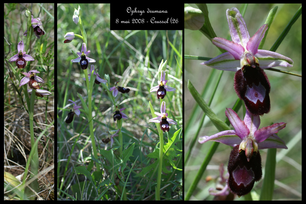 Ophrys drumana5