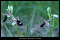 Ophrys drumana 20