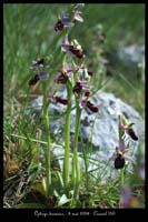 Ophrys drumana 21