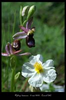 Ophrys drumana 22