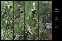 Ophrys drumana10