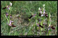 Ophrys drumana11