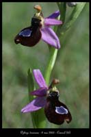 Ophrys drumana12