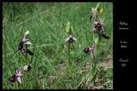 Ophrys drumana13