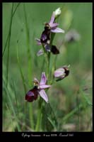 Ophrys drumana14