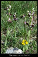 Ophrys drumana15