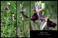 Ophrys drumana16