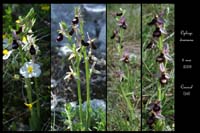 Ophrys drumana17