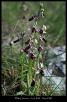 Ophrys drumana19
