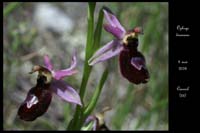 Ophrys drumana2
