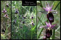 Ophrys drumana5