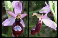 Ophrys drumana6