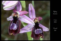 Ophrys drumana7