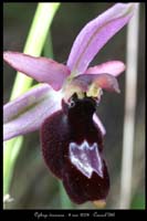 Ophrys drumana8