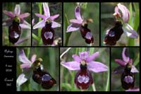 Ophrys drumana9