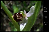Ophrys pseudoscolopax2
