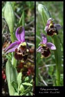 Ophrys pseudoscolopax3
