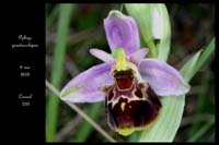 Ophrys pseudoscolopax4