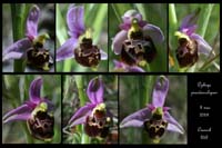 Ophrys pseudoscolopax5