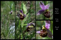 Ophrys pseudoscolopax6