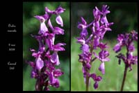 Orchis mascula2