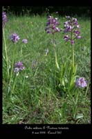 Orchis militaris & Neotinea tridentata