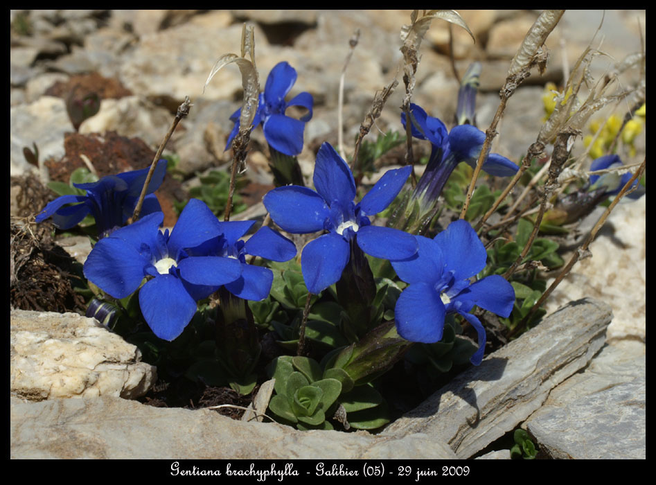 Gentiana-brachyphylla2