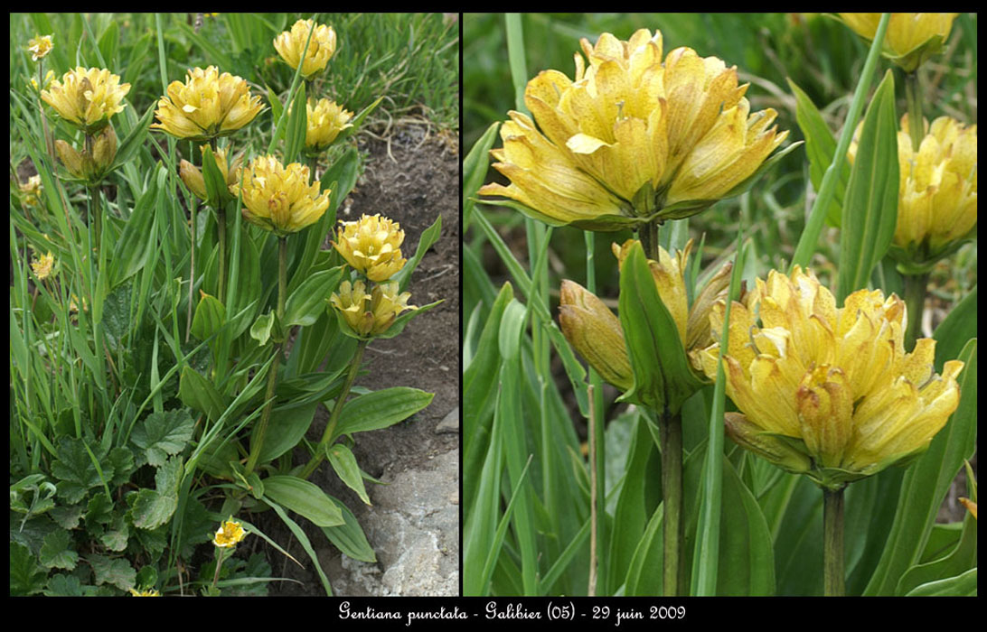 Gentiana-punctata