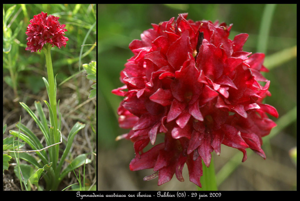 Gymnadenia-austriaca-var-ib