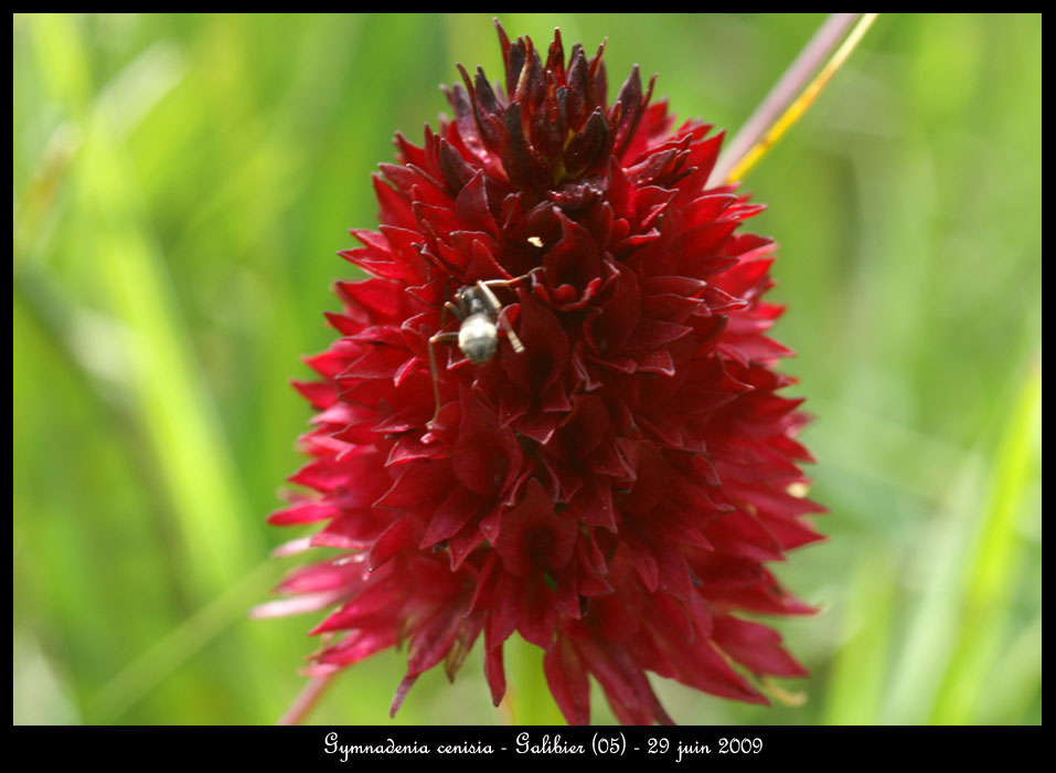 Gymnadenia-cenisia