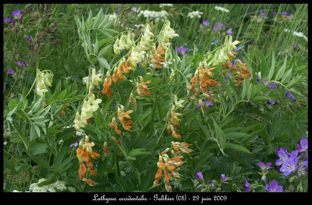 Lathyrus-occidentalis2