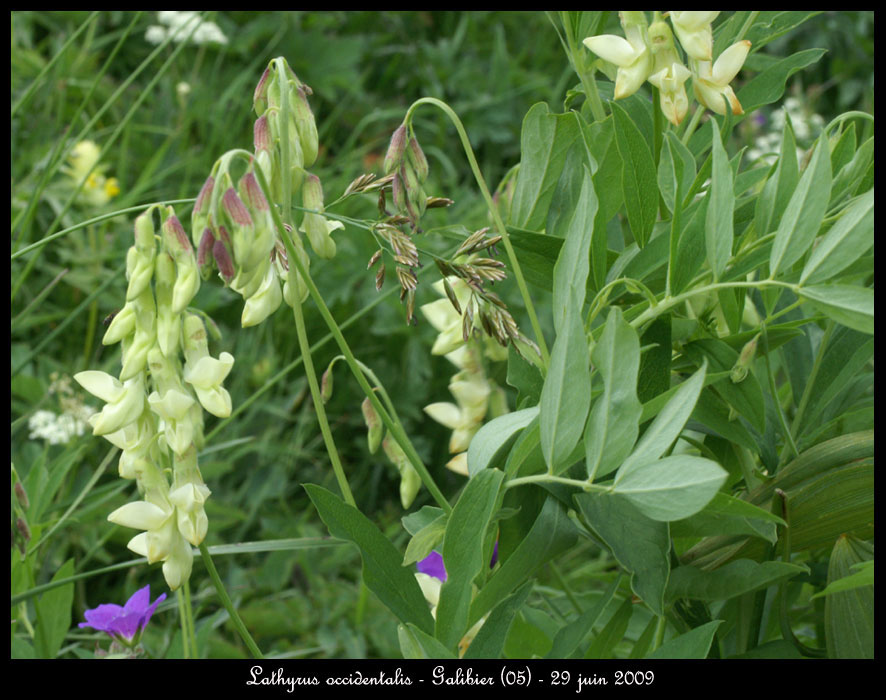 Lathyrus-occidentalis4