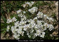 Androsace-obtusifolia