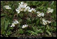 Androsace-obtusifolia2