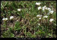 Androsace-obtusifolia3