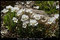Androsace-obtusifolia4