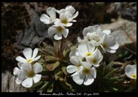 Androsace-obtusifolia5