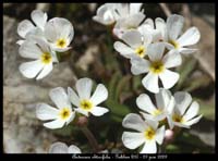 Androsace-obtusifolia6
