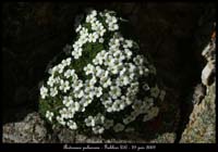 Androsace-pubescens2