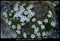Androsace-pubescens4