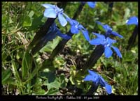 Gentiana-brachyphylla