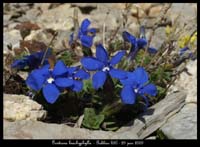 Gentiana-brachyphylla2