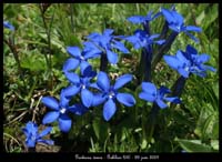 Gentiana-verna2