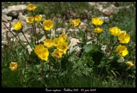 Geum-reptans