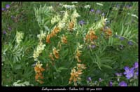 Lathyrus-occidentalis2