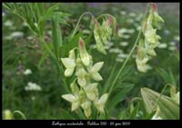 Lathyrus-occidentalis3