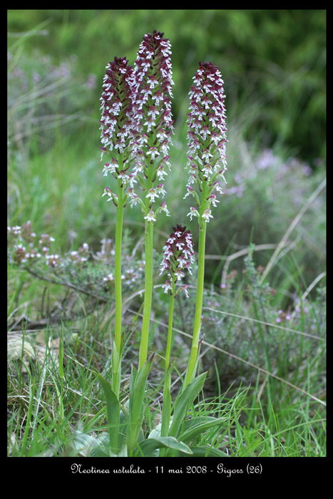 Neotinea ustulata5