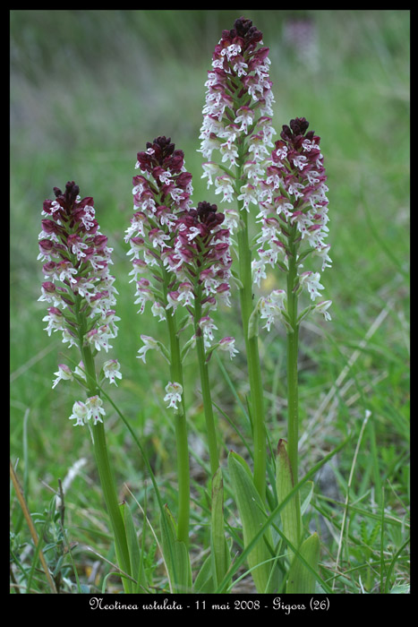 Neotinea ustulata9