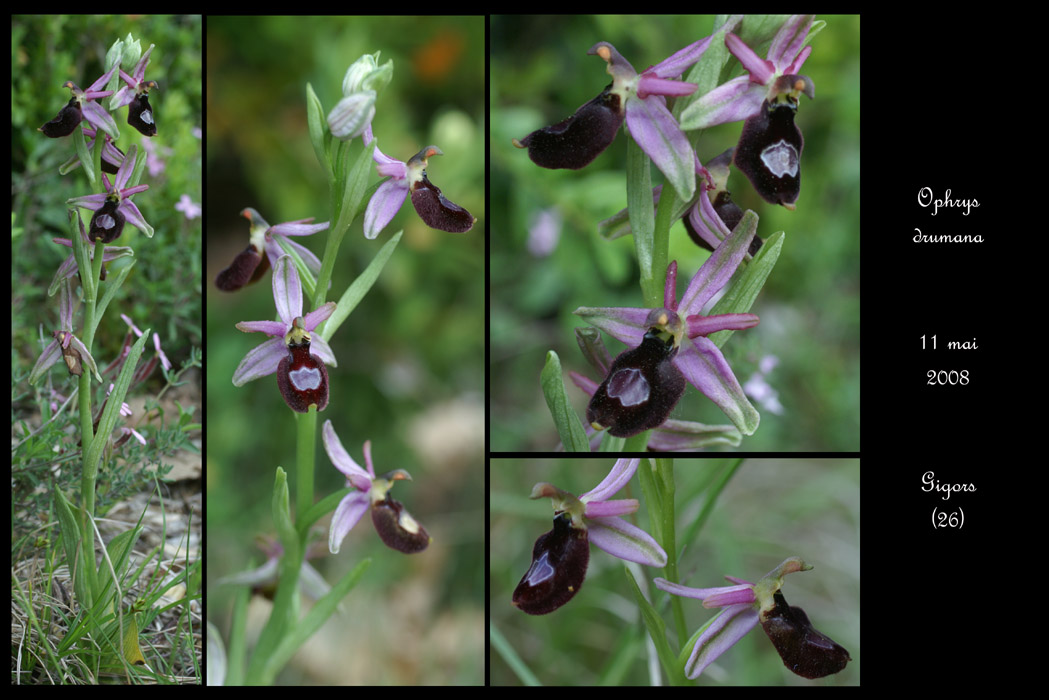 Ophrys drumana