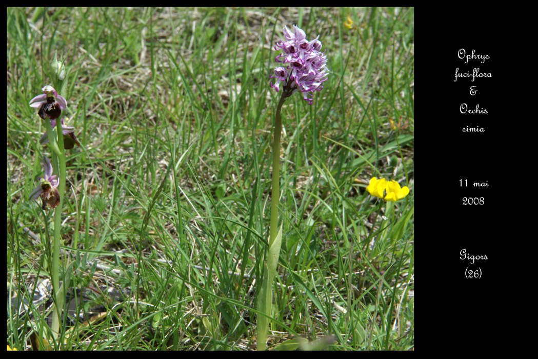 Ophrys fuci-flora & Orchis simia